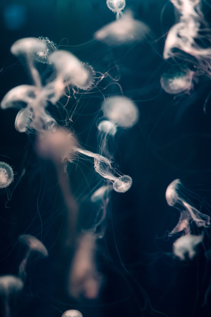 Beautiful jellyfish swarm in a serene underwater setting, showcasing marine elegance.