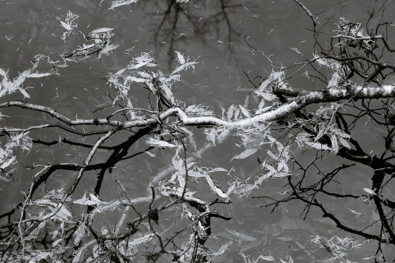 Black and white photo of bare tree branches reflecting in calm water, creating a tranquil scene.